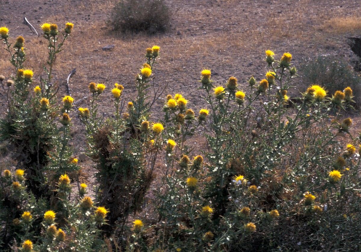 Carthamus lanatus